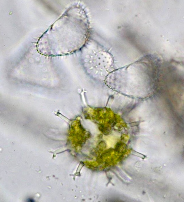 Staurastrum kouwetsii